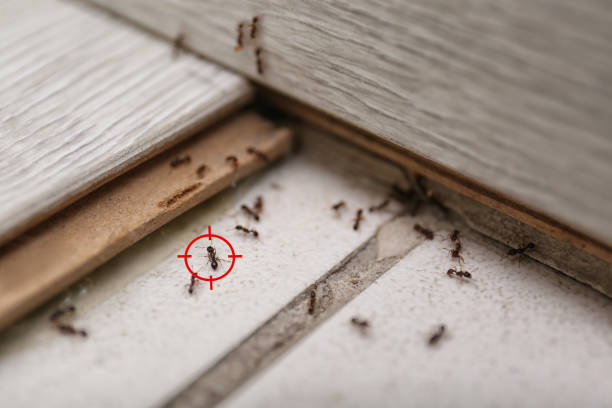 Reliable Grantsville, UT Pest Control Solutions