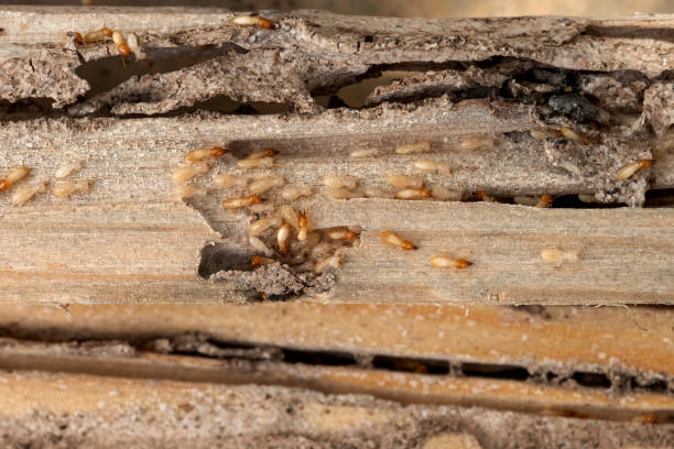  Grantsville, UT Pest Control Pros